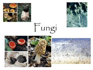 fungi Heterotrophic