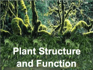 plant structure and function2