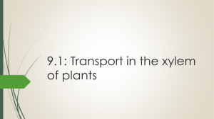 9.1: Transport in the xylem of plants