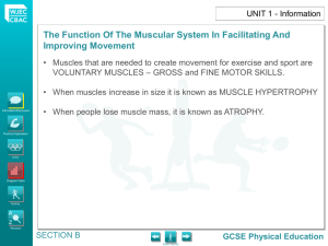 The Function Of The Muscular System In Facilitating And Improving