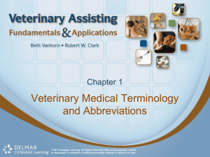 Veterinary Assistant Terminology