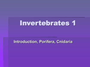 Invertebrates 1: Powerpoint