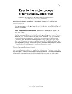 Keys to the major groups of terrestrial invertebrates