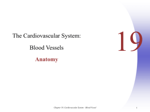Chapter 19, Cardiovascular System - Blood Vessel