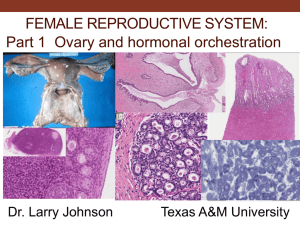 17. Female Reproductive System - PEER