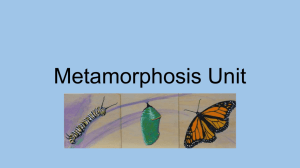 Metamorphosis Unit - Overview of Art Education: Abigail Creech