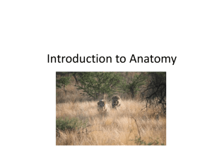 Anatomy1 - Open Courses