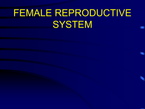 female reproductive system text