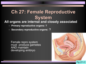 Ch 27: Female Reproductive System