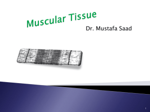 12 Muscular Tissue