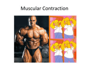 Muscular contractions (2)