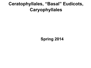 Basal Eudicots, Caryophyllales
