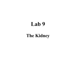 Kidney section