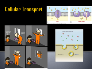 Cellular Transport Cell Membrane