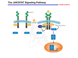 The JAK/STAT Signaling Pathway - Sigma