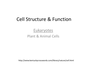 Cell structure & Organelle Practice Test Power Point
