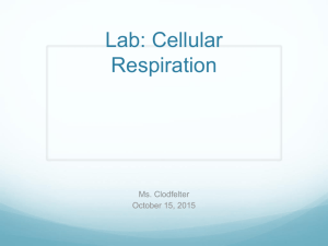 Lab: Cellular Respiration