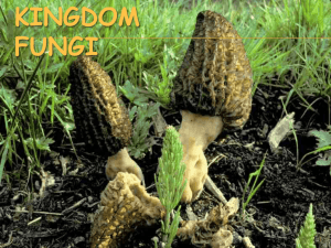 Fungi - Biology Junction