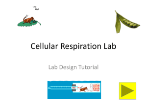 Cellular Respiration Lab - mvhs