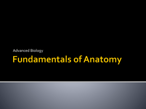 Anatomy Introduction Notes