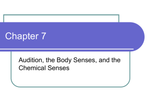 Chapter 7 Audition, the Body Senses, and the Chemical