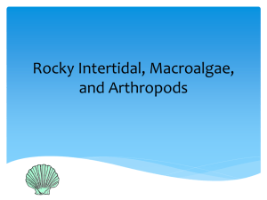 Rocky Intertidal, Macroalgae, and Arthropods