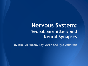 Nervous System: Neurotransmitters and Neural