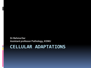 Cellular Adaptations