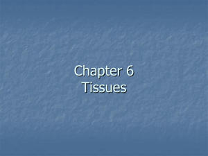 Ch. 5/6 Tissues