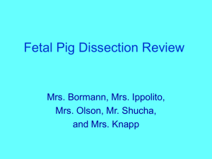 Fetal Pig Dissection Review - Waunakee...Fetal Pig Dissection