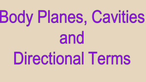 Body Planes, Directional Terms and Body Cavities Power Point