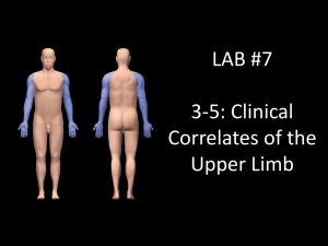 Lab 7 Clinical Correlates of UE 3