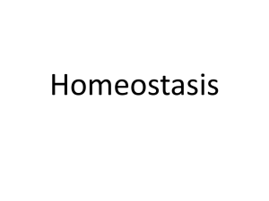 Homeostasis Thermoregulation focus File