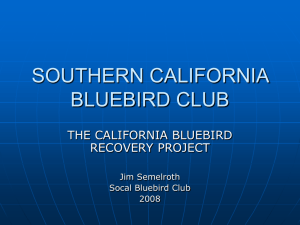 Bluebird Power Point Presentation - California Bluebird Recovery
