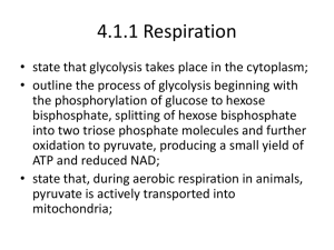 A2 4.1.1 Glycolysis and Link Reaction