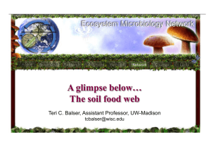 Soil Ecology Powerpoint Presentation (Microsoft PPT)