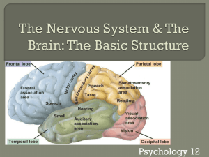 The Brain - Psychology 12