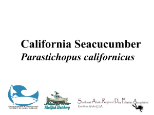 Sea Cucumber - Alutiiq Pride Shellfish Hatchery