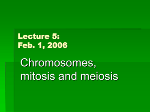 Lecture 5: Chromosomes, mitosis and meiosis