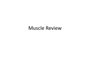 Which of the following does not describe skeletal muscle fibers?