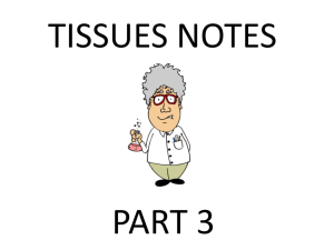Notes - Tissues Part 3