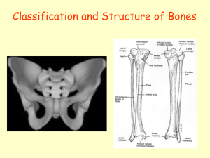 Bone Markings