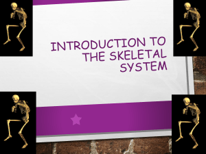 Introduction to the Skeletal System