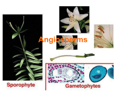 angiosperms plantae worksheet kingdom plo biology f2 presentation ppt powerpoint