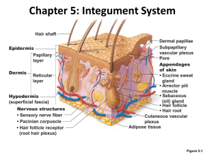Chapter 5: Integument System