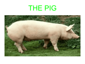 THE PIG - WordPress.com