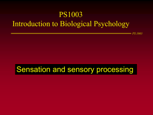 PS1003(4) Sensory processing 1 (W)