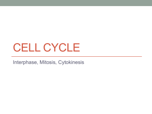 The Cell Cycle (Mitosis)