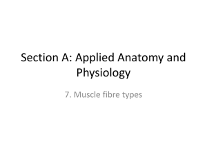 7. Muscle fibre types