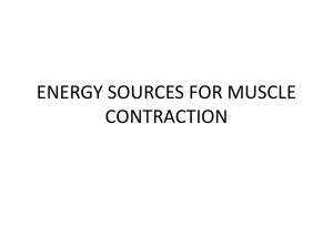 Energy Sources For Muscle Contraction